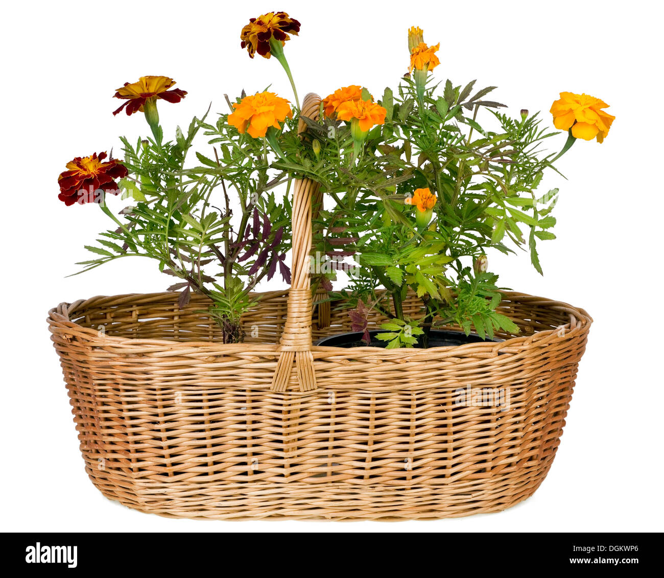 French golden marigolds of Montmartre concept isolated. Flowers in wicker basket Stock Photo