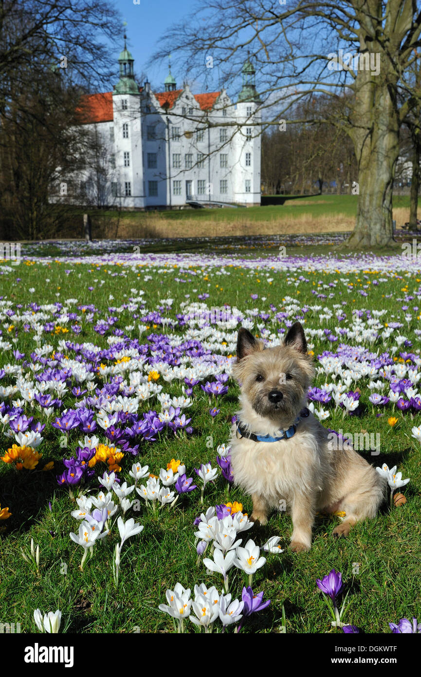 Dog sitting on a meadow with Crocuses (Crocus sp.) in front of Schloss Ahrensburg Castle, Ahrensburg, Ahrensburg Stock Photo