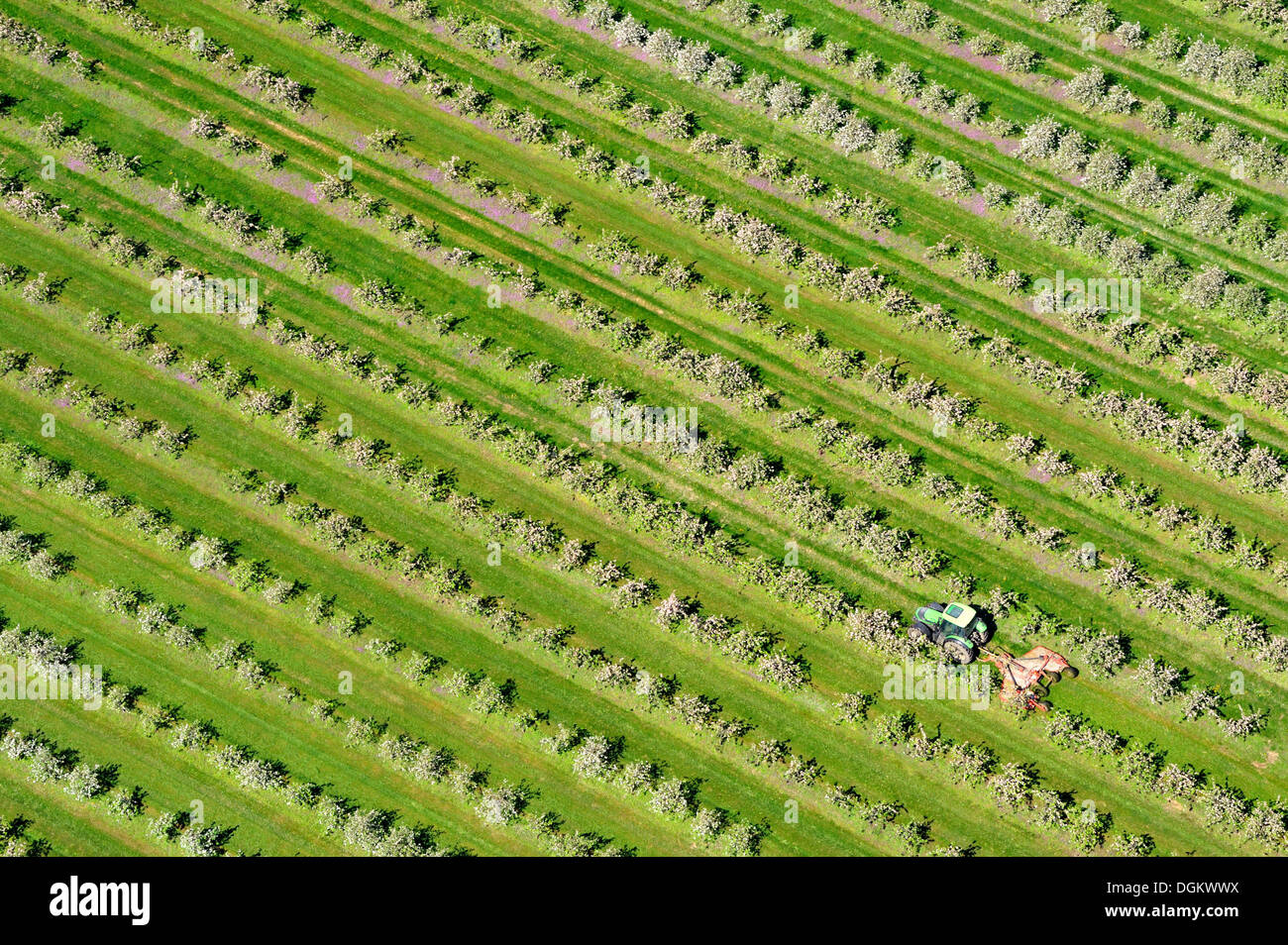 Tractor doing field work while driving through a fruit plantation in Mecklenburg Western Pomerania, Prizier, Prizier Stock Photo