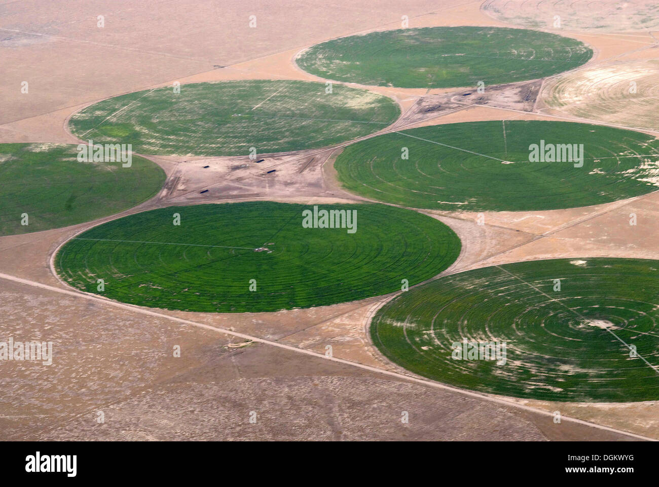 Circular fields with fodder crops watered by irrigation systems in the