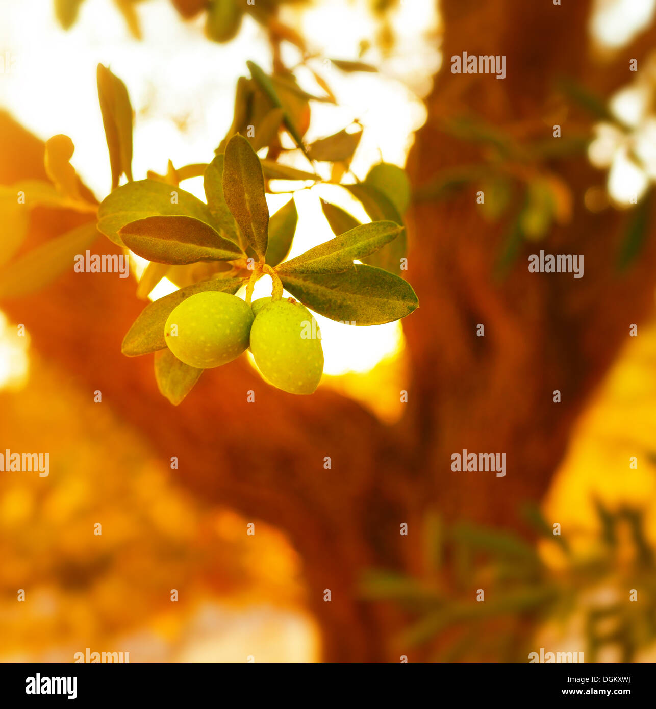 Closeup on olive tree branch, fresh ripe fruits, healthy nutrition