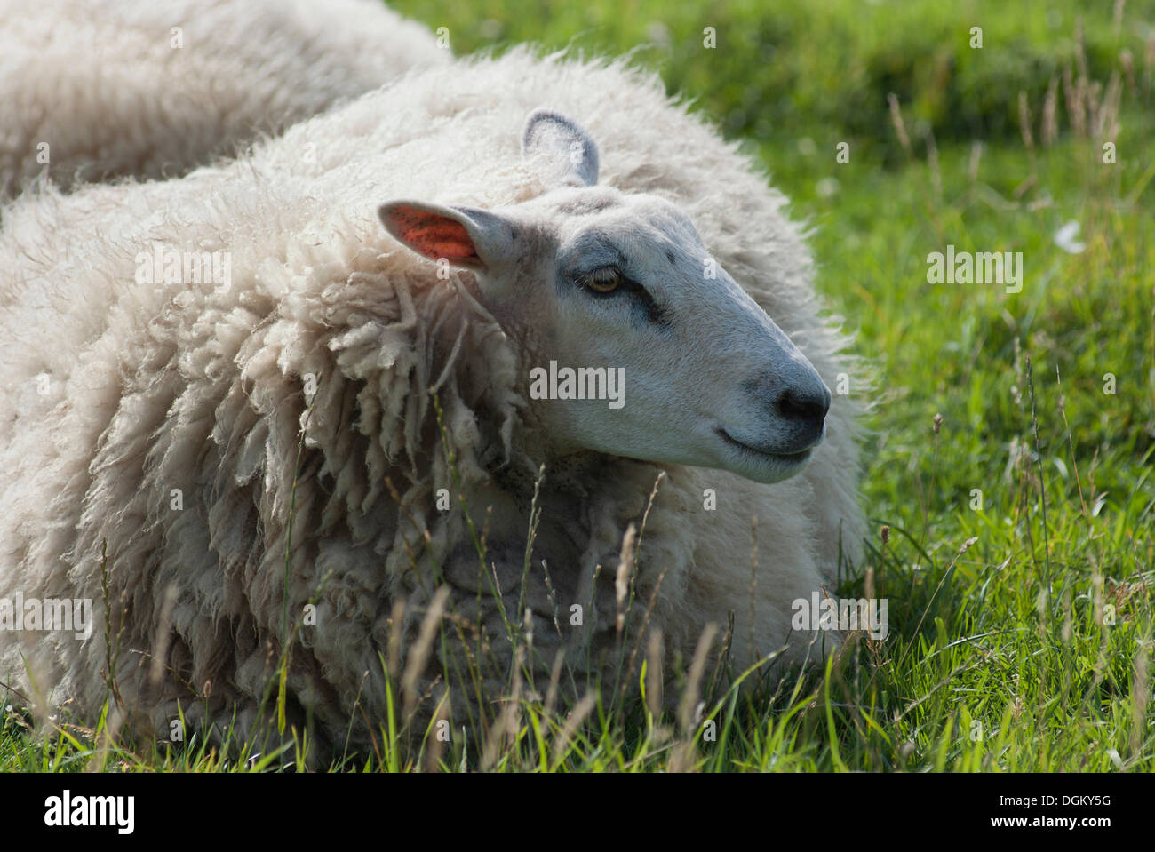 Sheep resting on a meadow, Atlantic Coast, Normandy, France, Europe Stock Photo