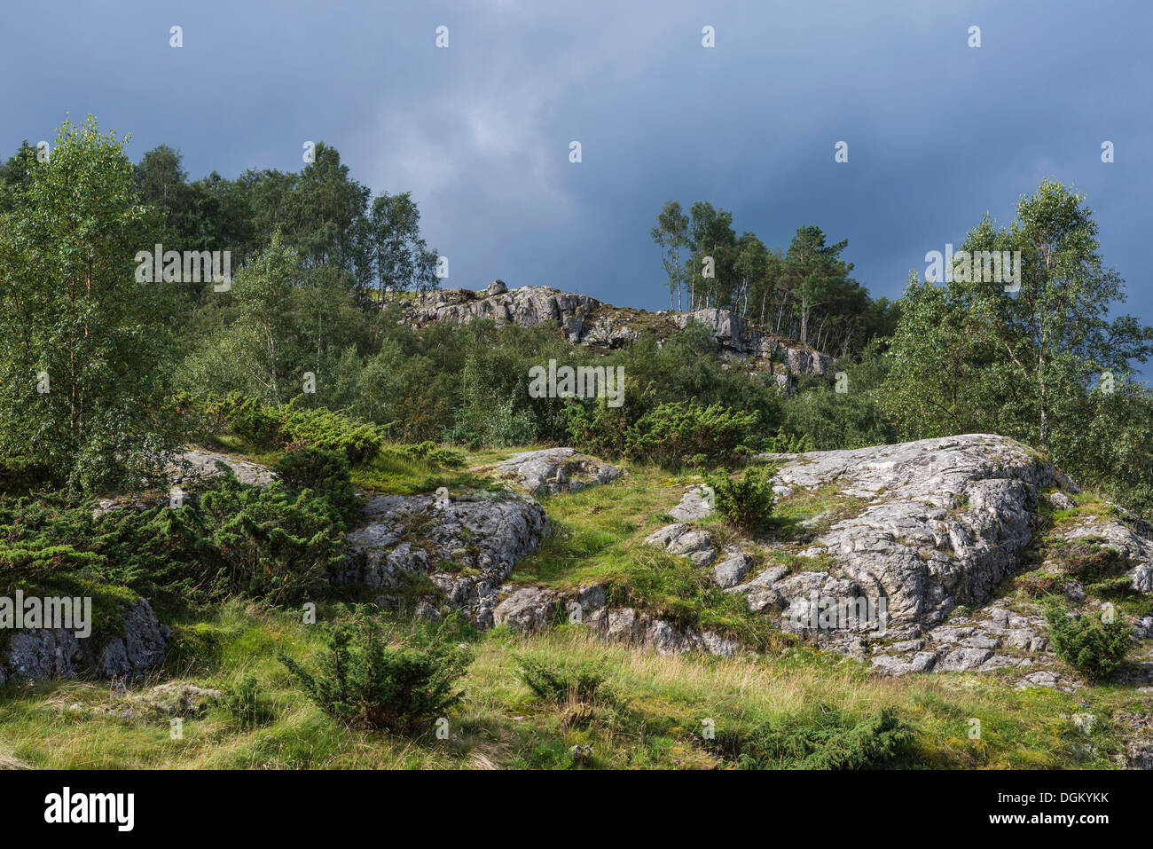 Hilly landscape with rocks, juniper bushes and birch trees, Högsfjord, Südnorwegen, bei Stavanger, Rogaland, Western Norway Stock Photo