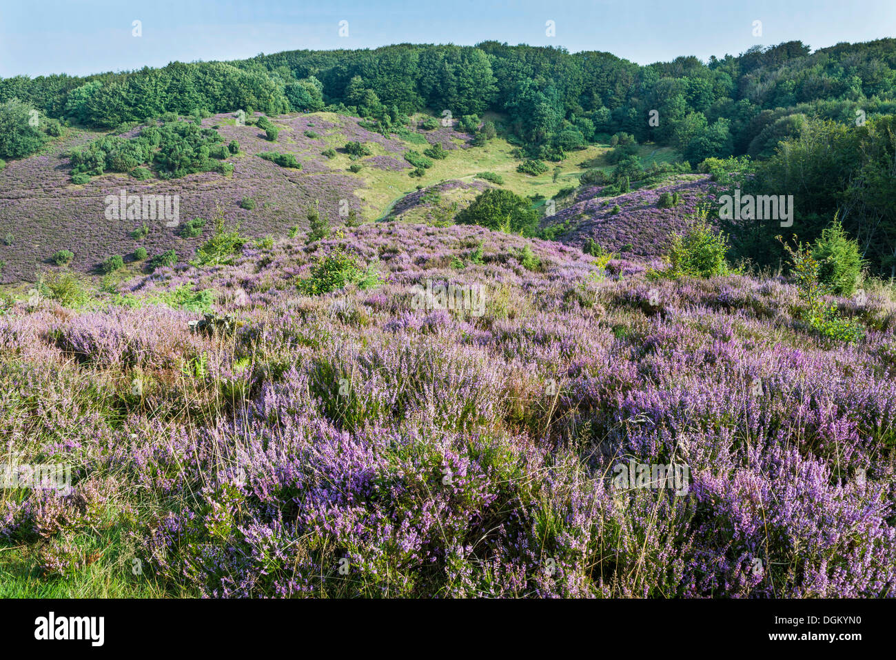 Danish Nature Reserves High Resolution Stock Photography and Images - Alamy