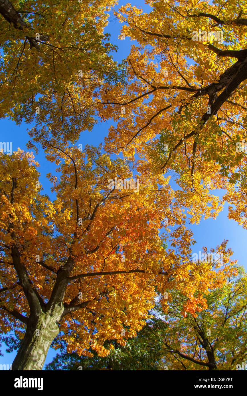 Germany/Saxony/Bluno, autumnal trees (oaks), 13 Oct 2013 Stock Photo