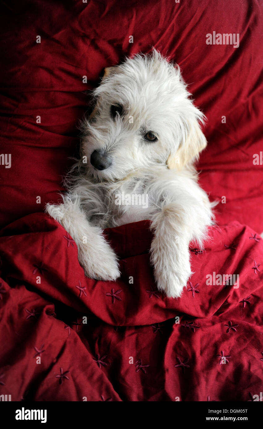 Mixed breed puppy lying on a bed, on a pillow, covered Stock Photo