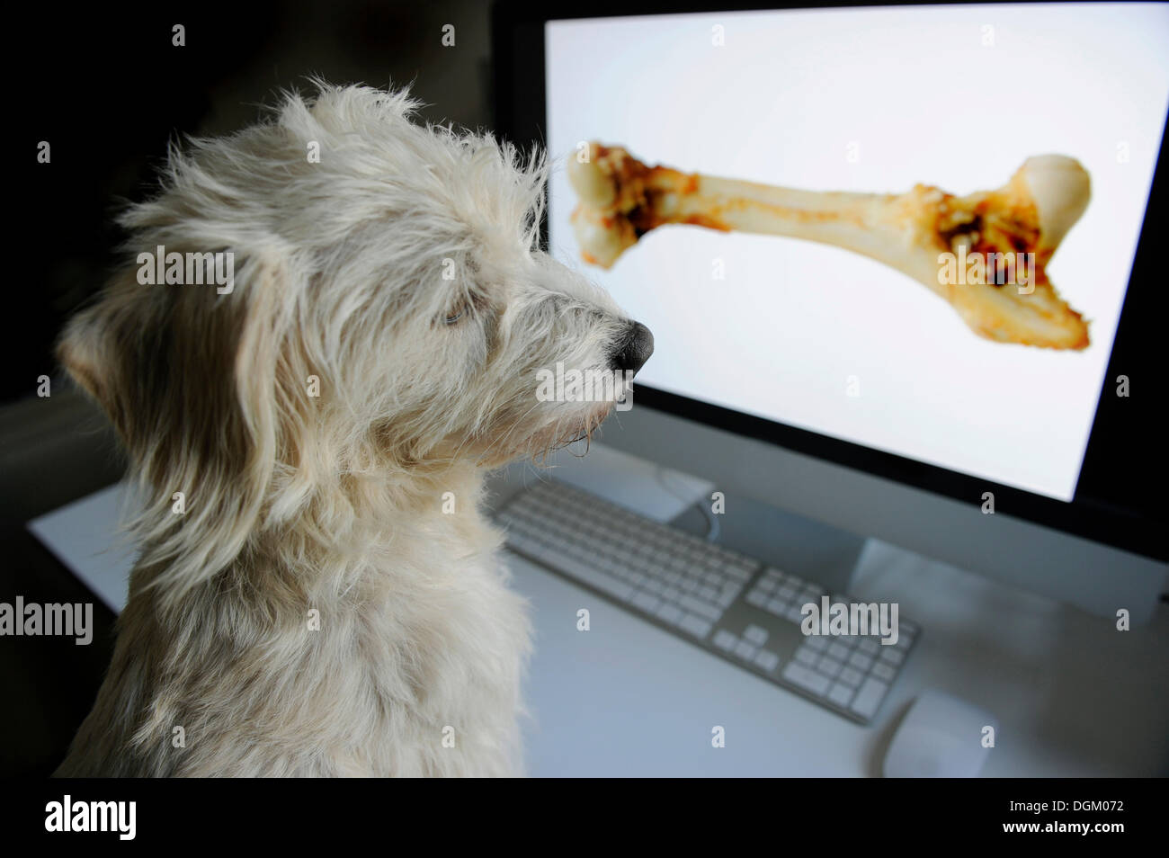 Mongrel Terrier looking at a computer screen with a bone Stock Photo