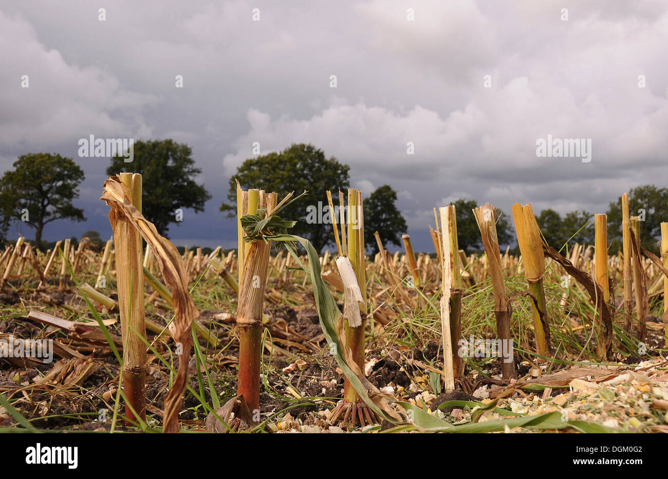 Indian corn maize zea mays hi-res stock photography and images - Alamy