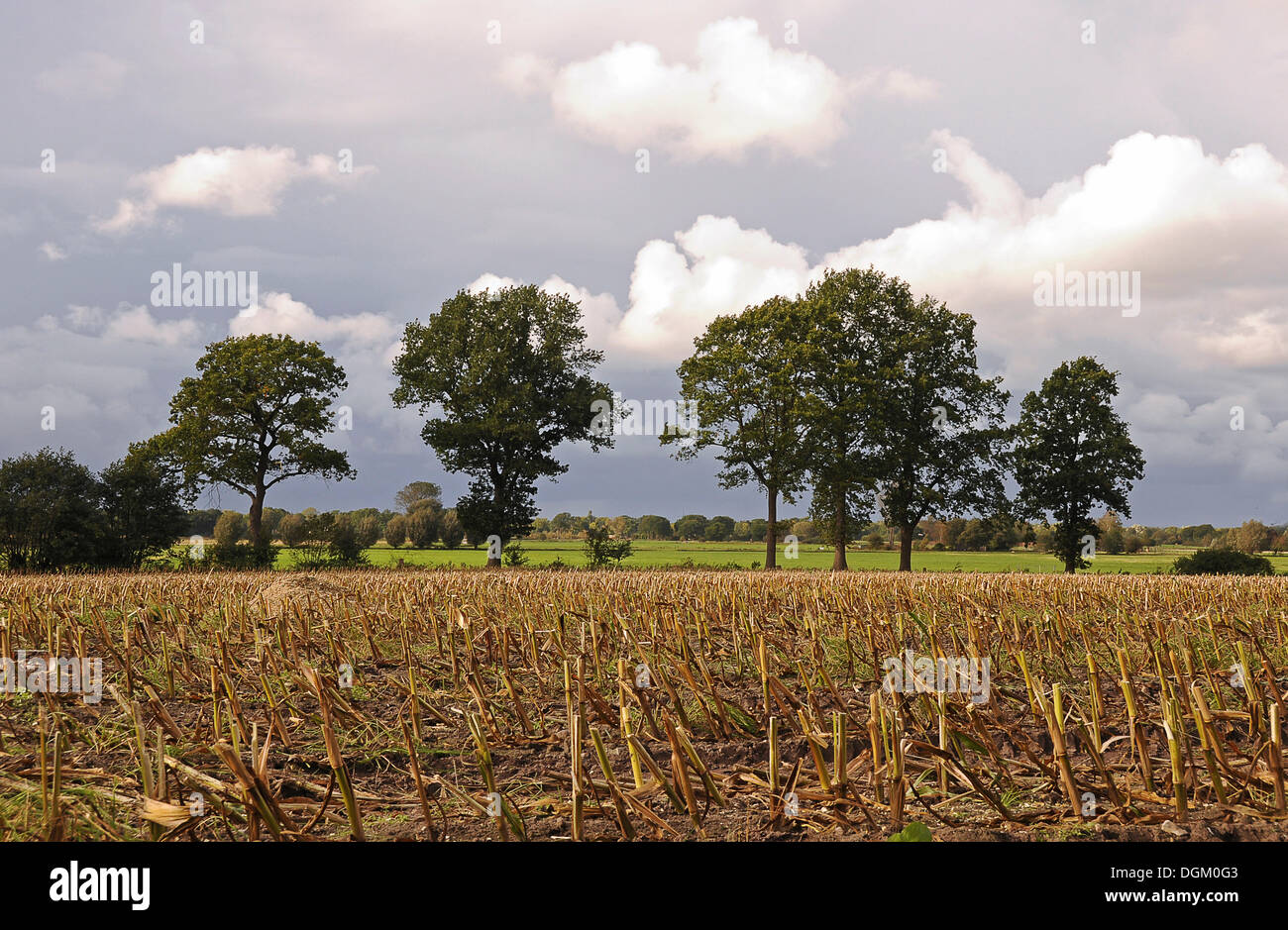 Indian corn maize zea mays hi-res stock photography and images - Alamy