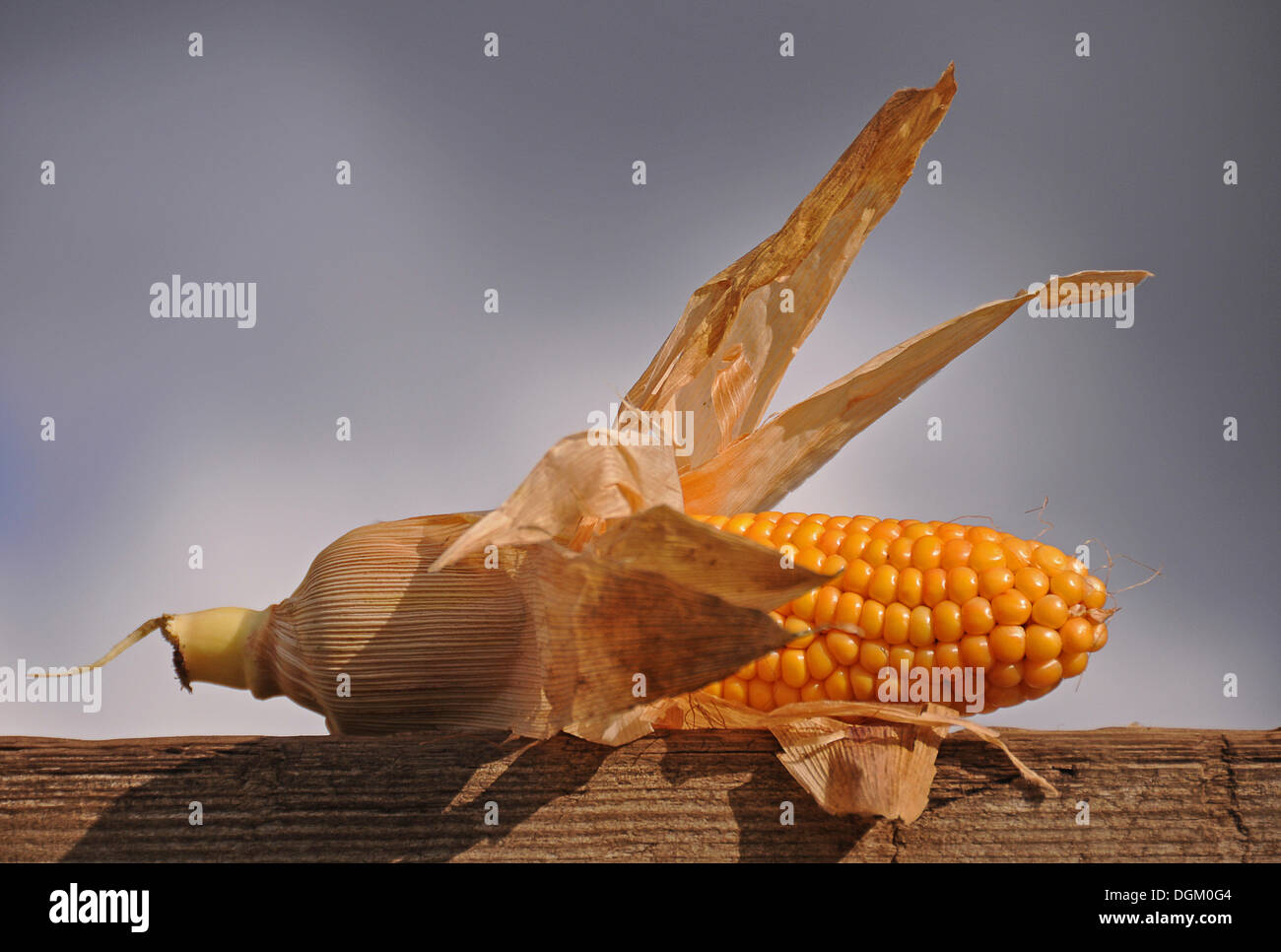 Corn cob, maize, corn (Zea mays Stock Photo - Alamy