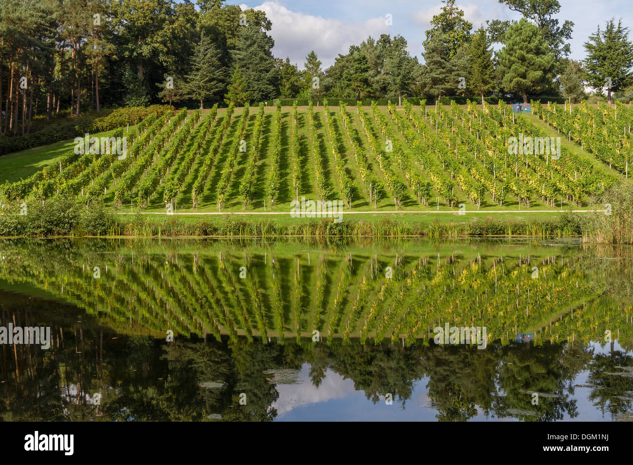 England Surrey, Cobham, Painshill Park, Vineyard Stock Photo Alamy