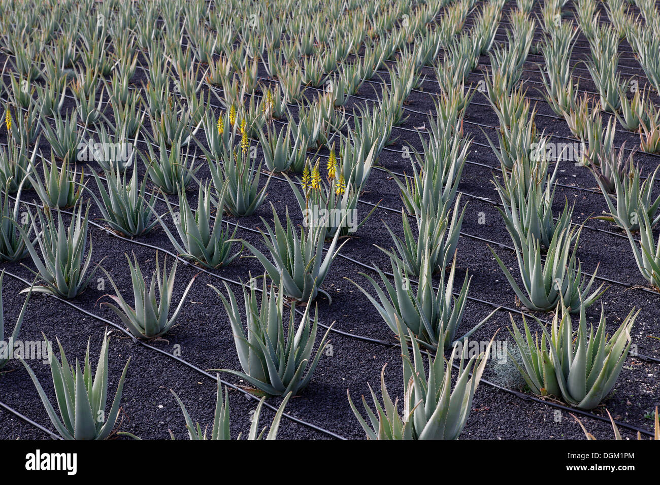 AVISA Aloe Vera plantation near Tiscamanita, Fuerteventura, Canary Islands,  Spain, Europe Stock Photo - Alamy