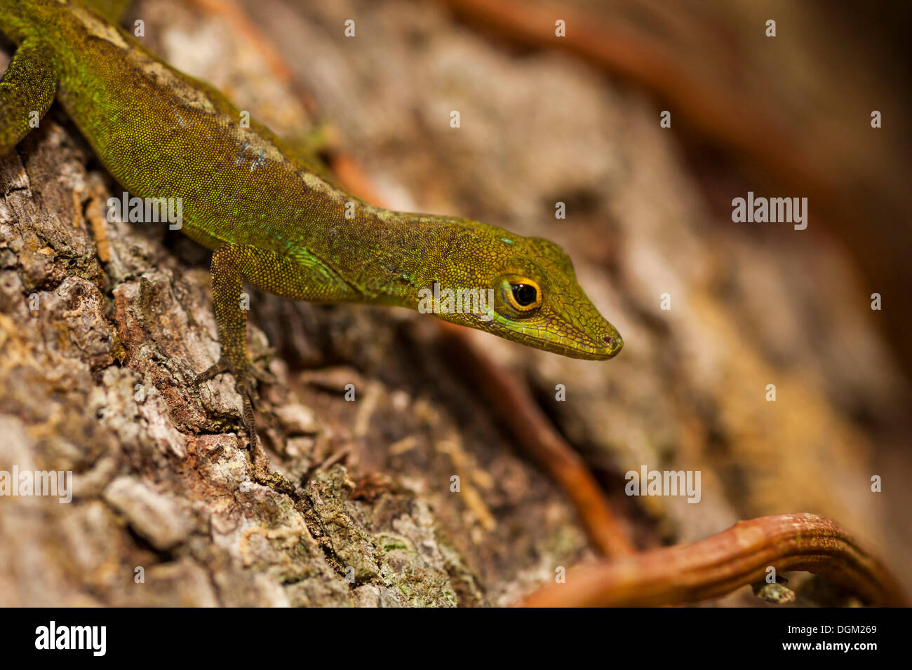 Gecko (Gekkonidae), Nationalpark Guadeloupe, Basse Terre, Guadeloupe ...