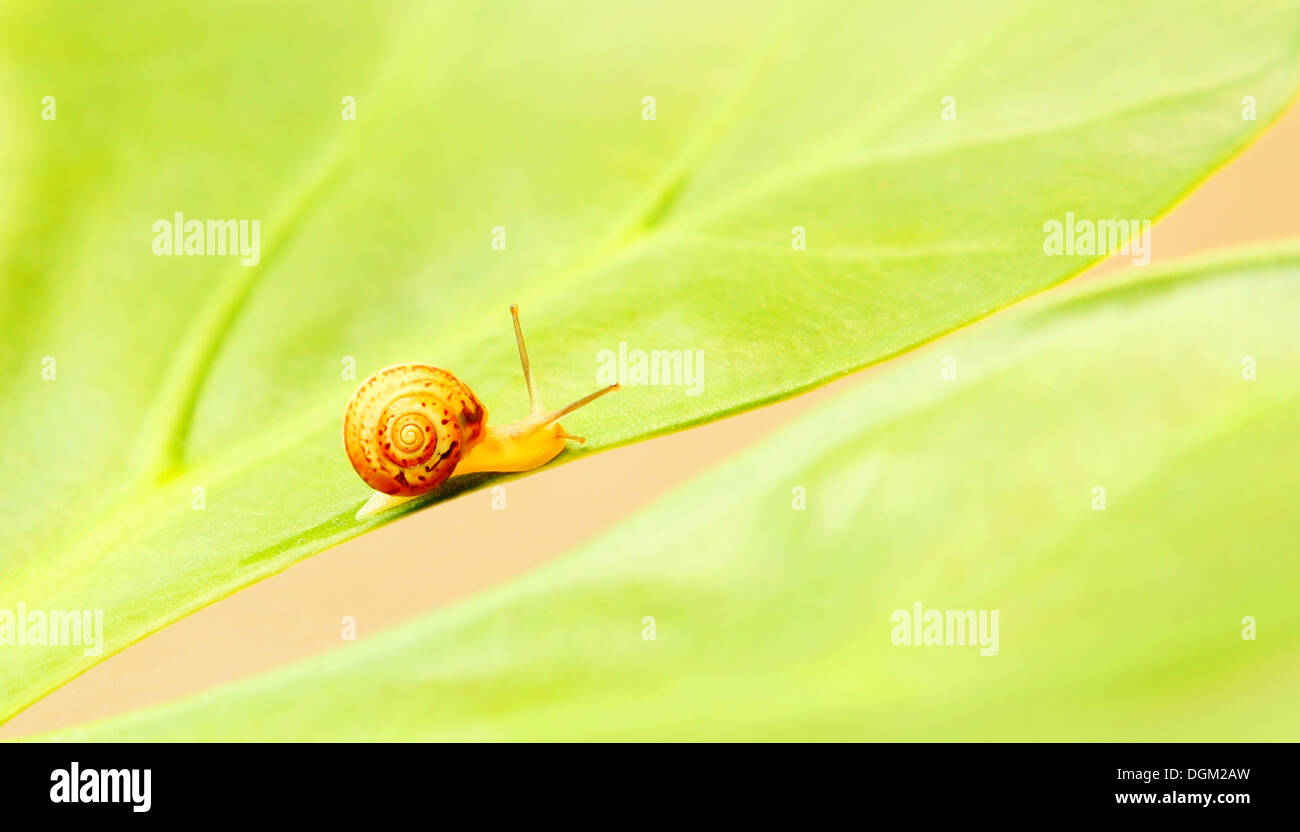 Little snail on the leaf, beauty of nature Stock Photo - Alamy