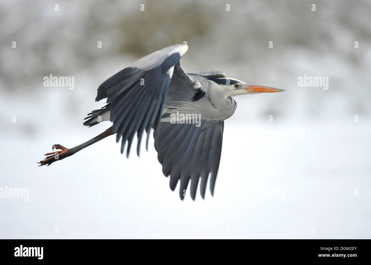 Grey Heron (Ardea cinerea) in winter, flying Stock Photo