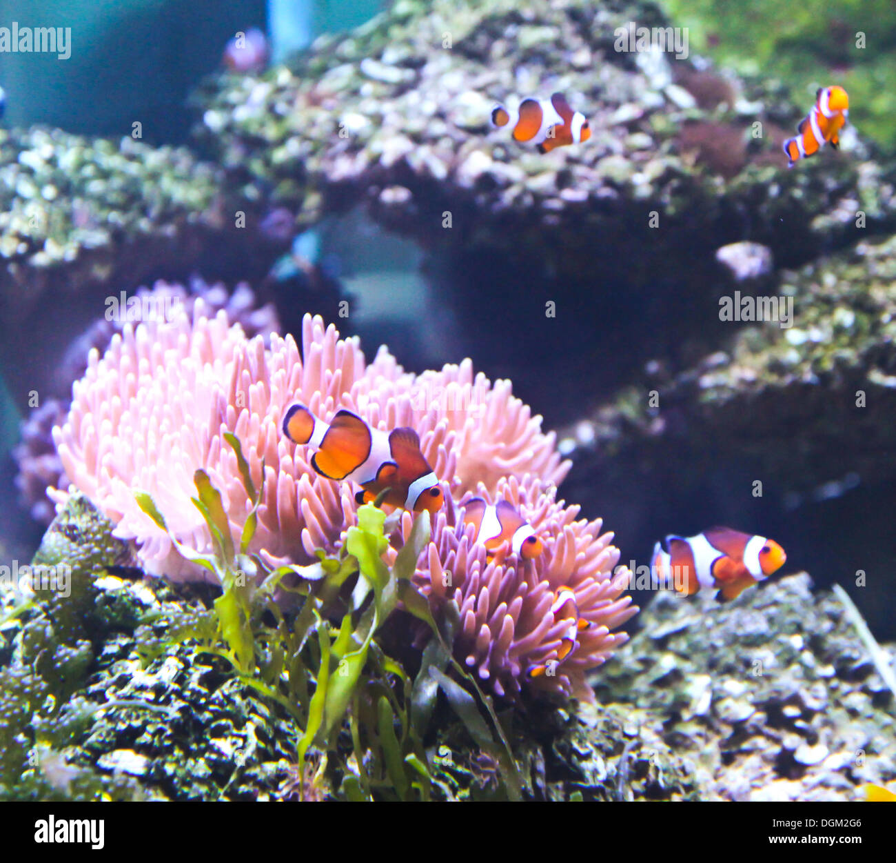 Coral Reef and Tropical Fish in an aquarium Stock Photo - Alamy
