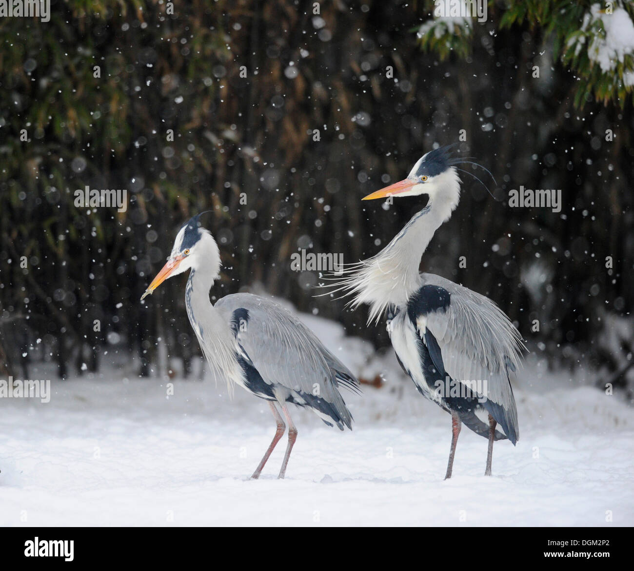 Collection 27+ Pictures herons in winter in the frozen marsh Completed
