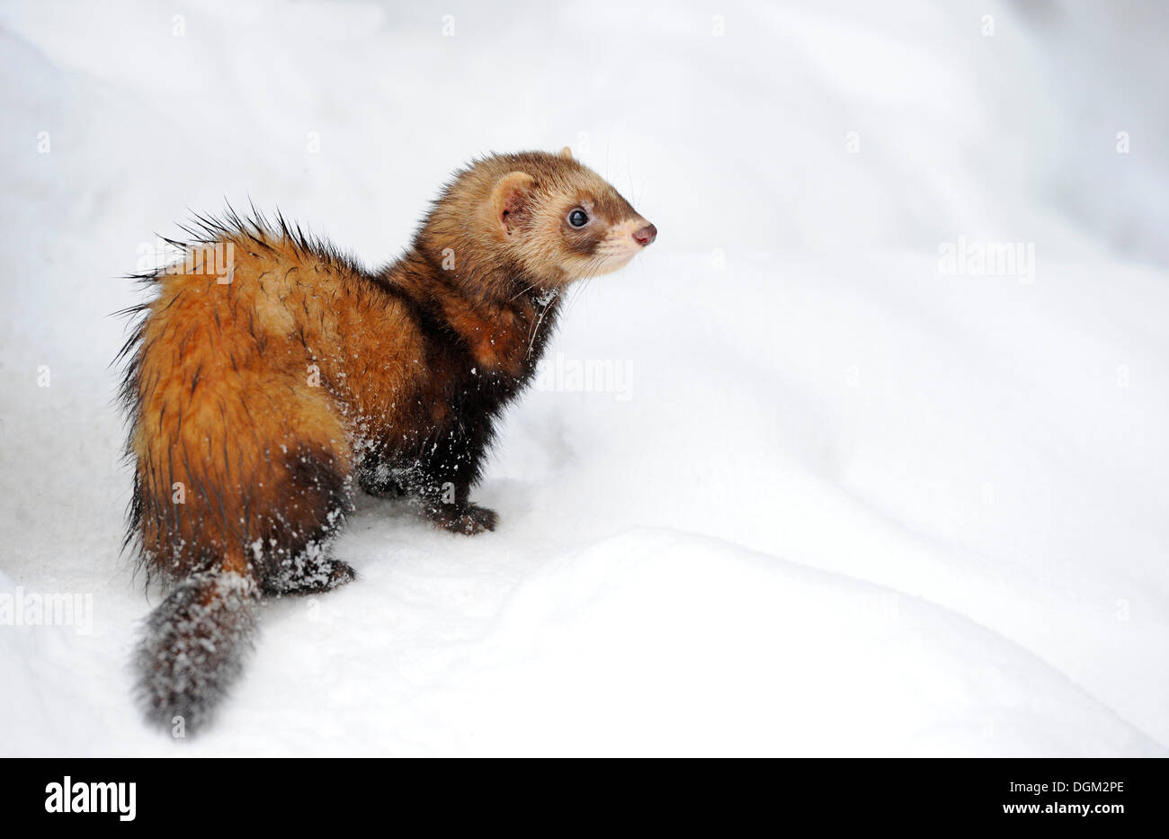 European Polecat, fitch, foumart, or foulmart (Mustela putorius) in winter Stock Photo