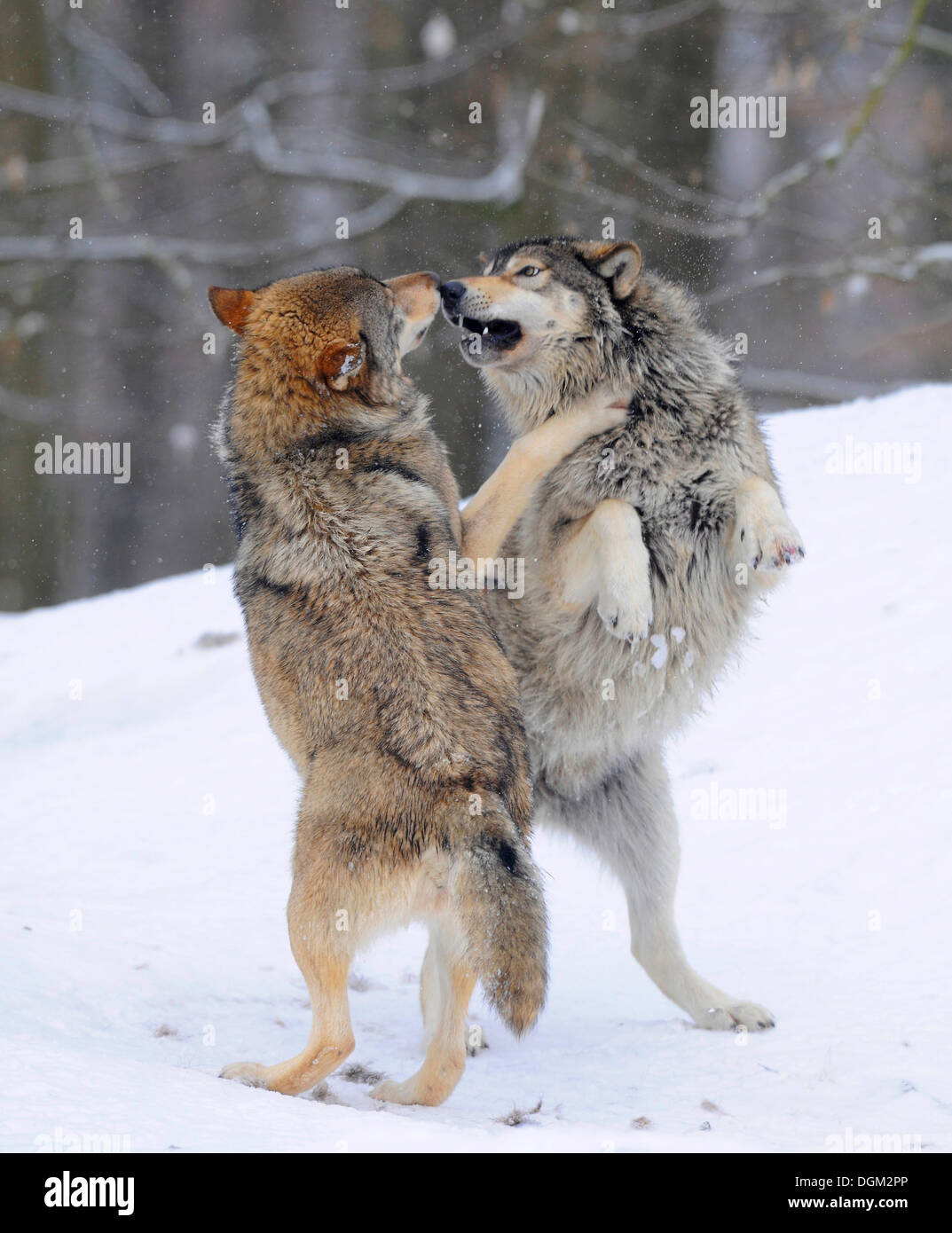 Two wolves fighting about hierarchy, Mackenzie Wolf, Alaskan Tundra ...