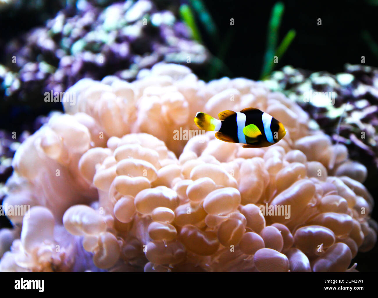 Coral Reef and Tropical Fish in an aquarium. Stock Photo