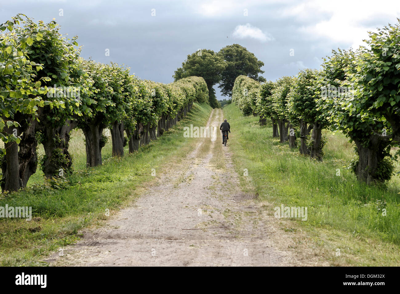 Lime avenue at Baroque castle Bothmer in Klütz Stock Photo Alamy