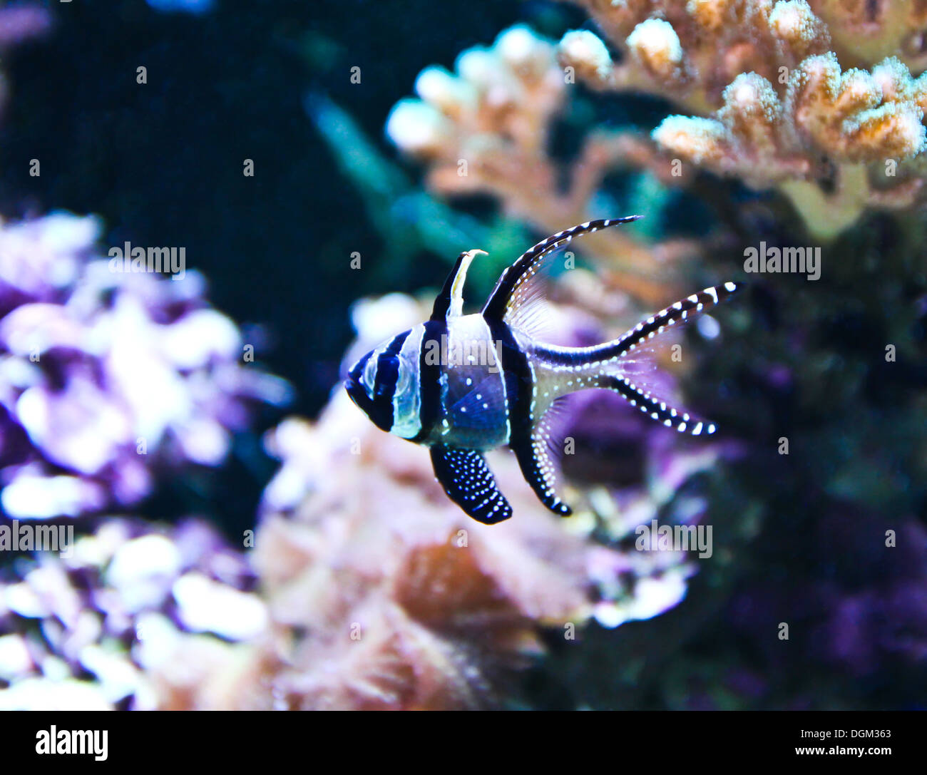 Fish in aquarium desktop wallpaper hi-res stock photography and images - Alamy Fish in aquarium desktop wallpaper hi-res stock photography and images - Alamy