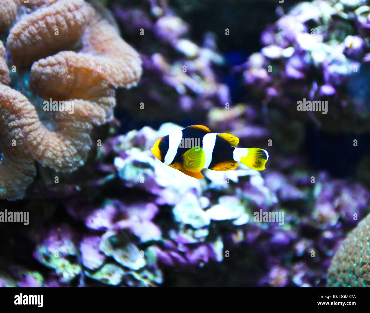 Coral Reef and Tropical Fish in an aquarium. Stock Photo