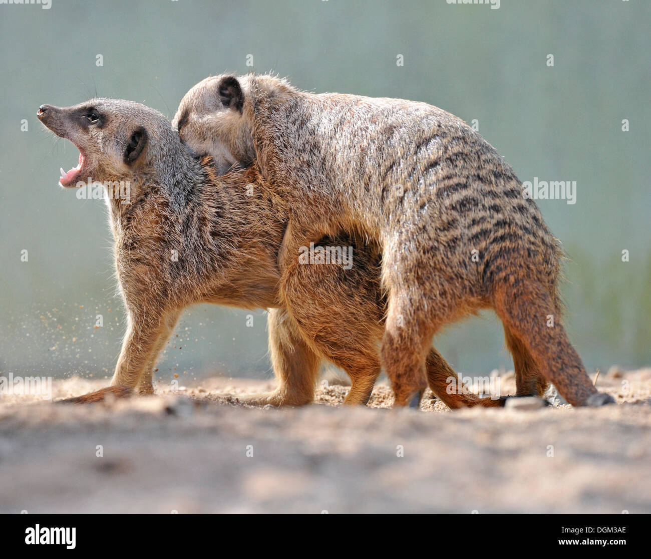 Young Meerkats (Suricata suricatta) wrestling Stock Photo