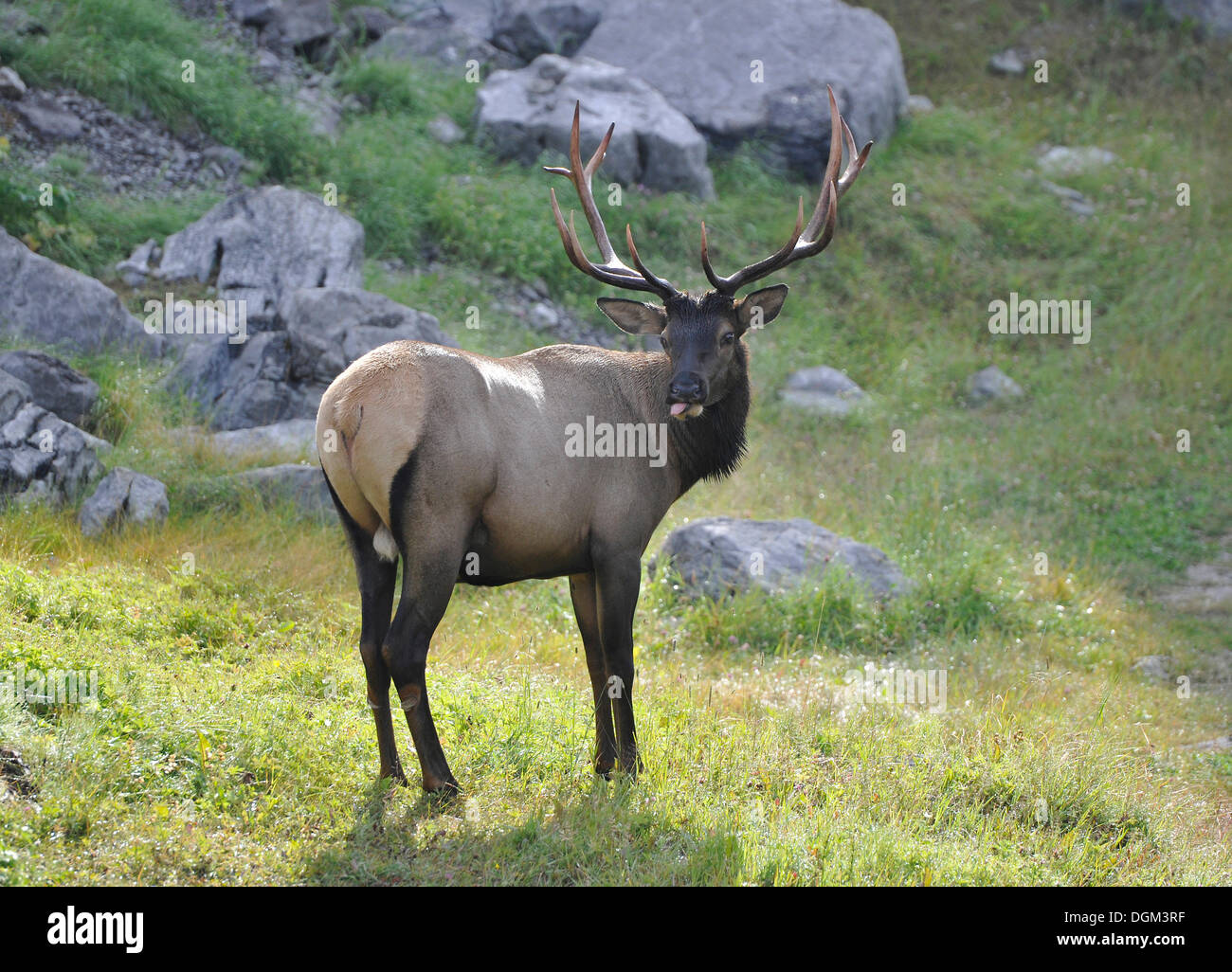 Wapiti Cervus Canadensis Bull Jasper National Park Canadian Rocky wapiti-cervus-canadensis-bull-jasper-national-park-canadian-rocky