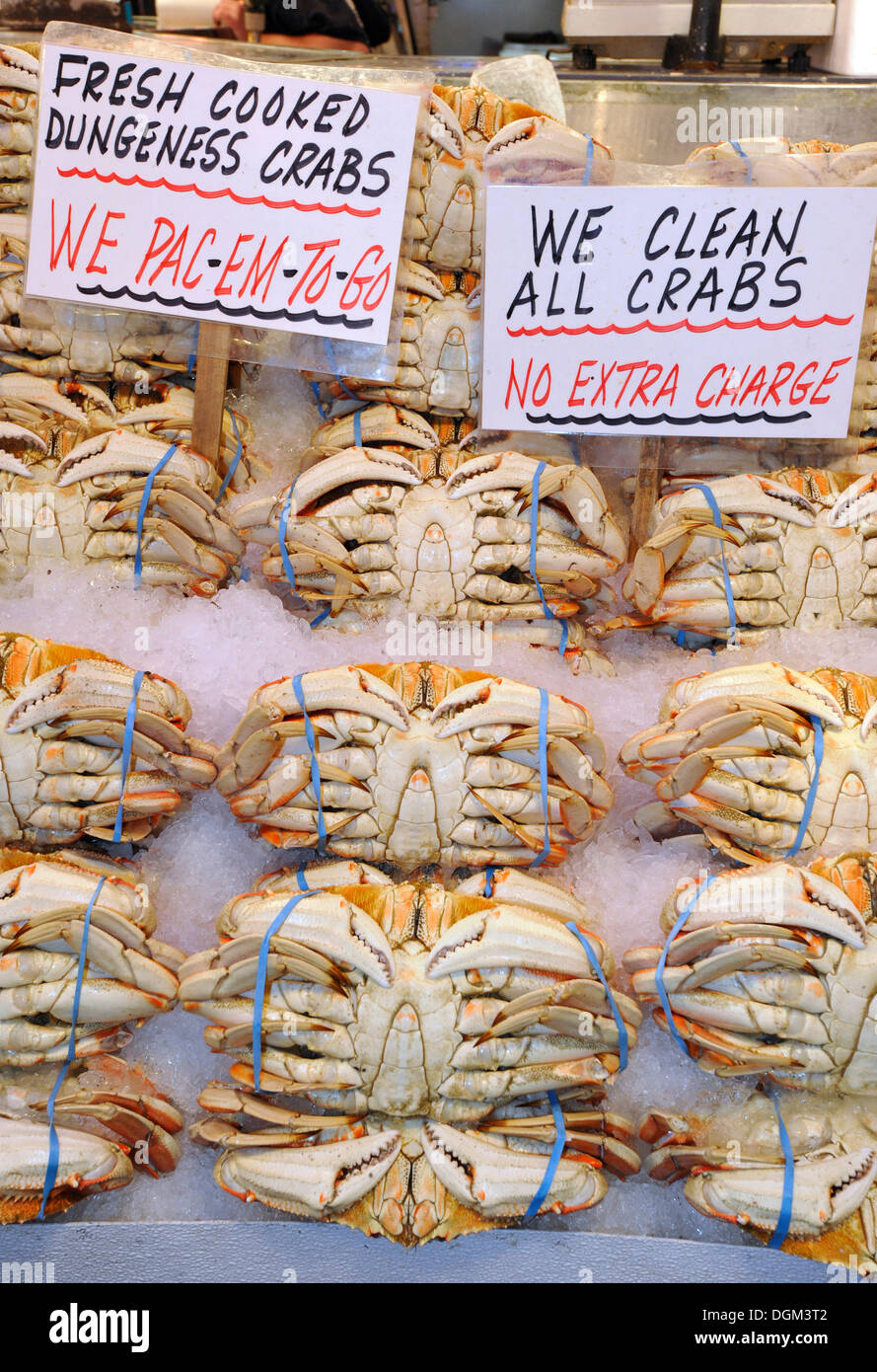 Dungeness Crabs (Metacarcinus magister) on ice, Pike Place Public