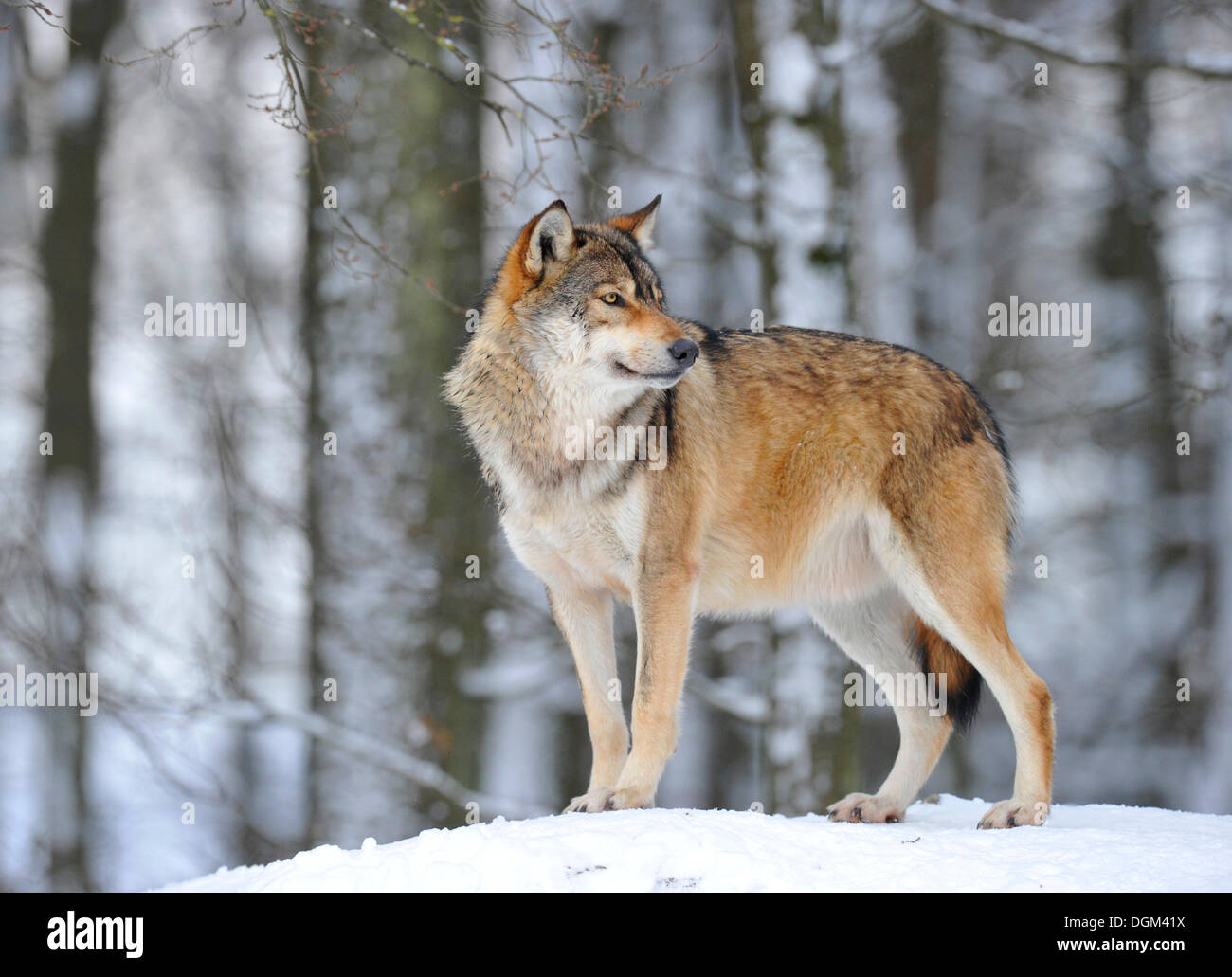 Timberland hotsell wolf valley