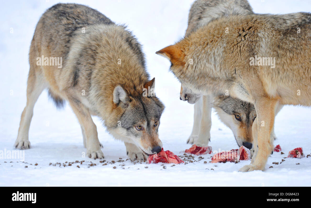 Gray wolves eating hires stock photography and images Alamy