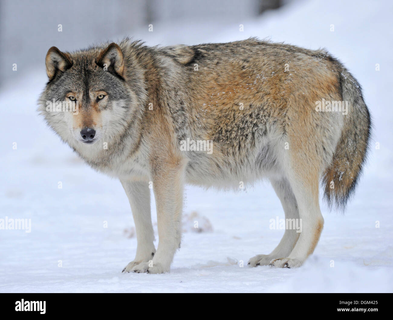 Canadian Timber Wolf Size