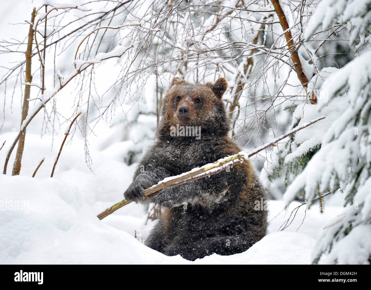 European Brown Bear (Ursus arctos) cub playing with a tree in the snow Stock Photo