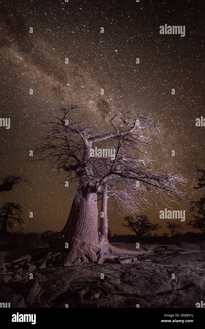 A baobab tree under the milky way Stock Photo - Alamy