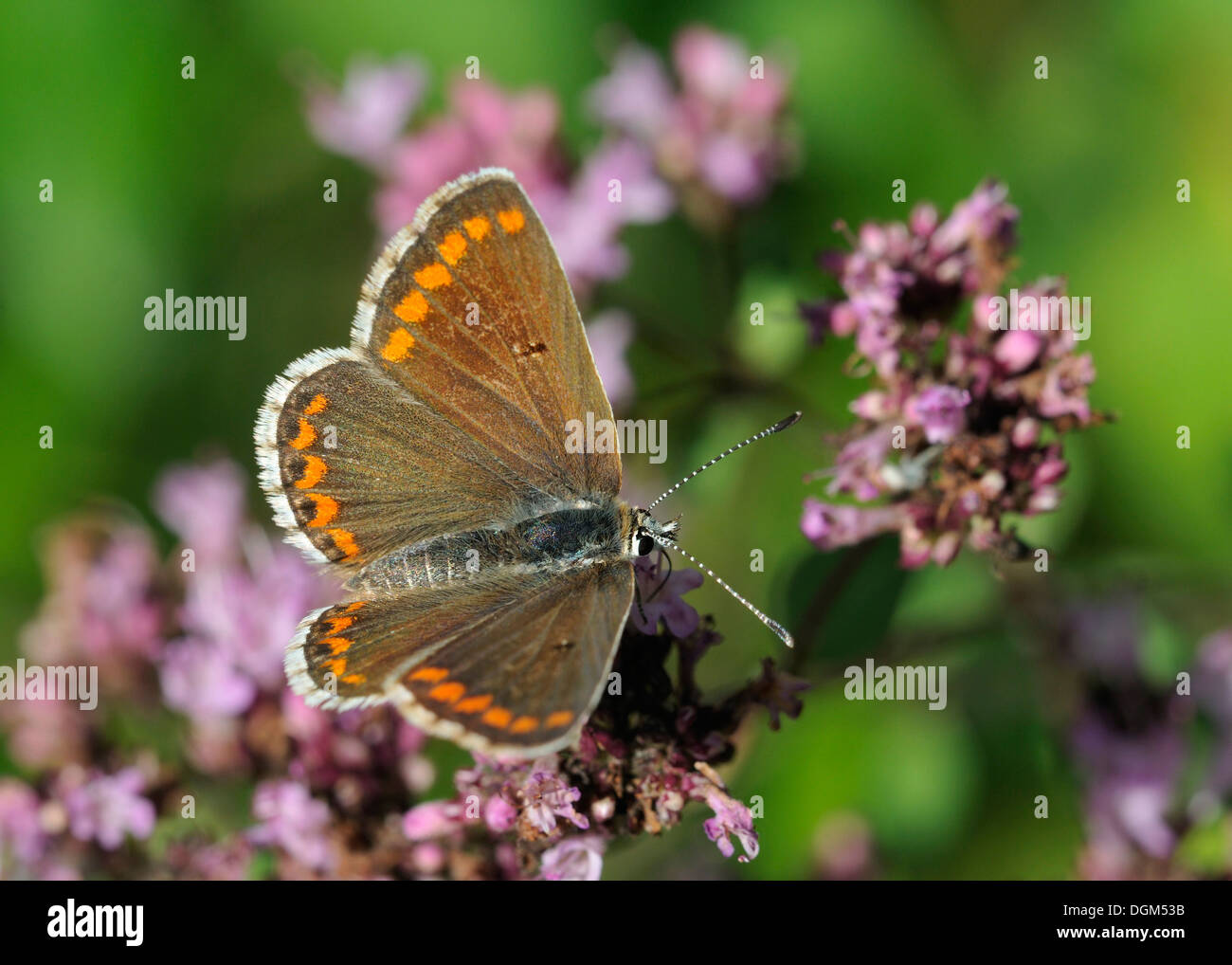 Brown Argus Butterfly - Aricia agestis on Marjoram flower - Origanum vulgare Stock Photo
