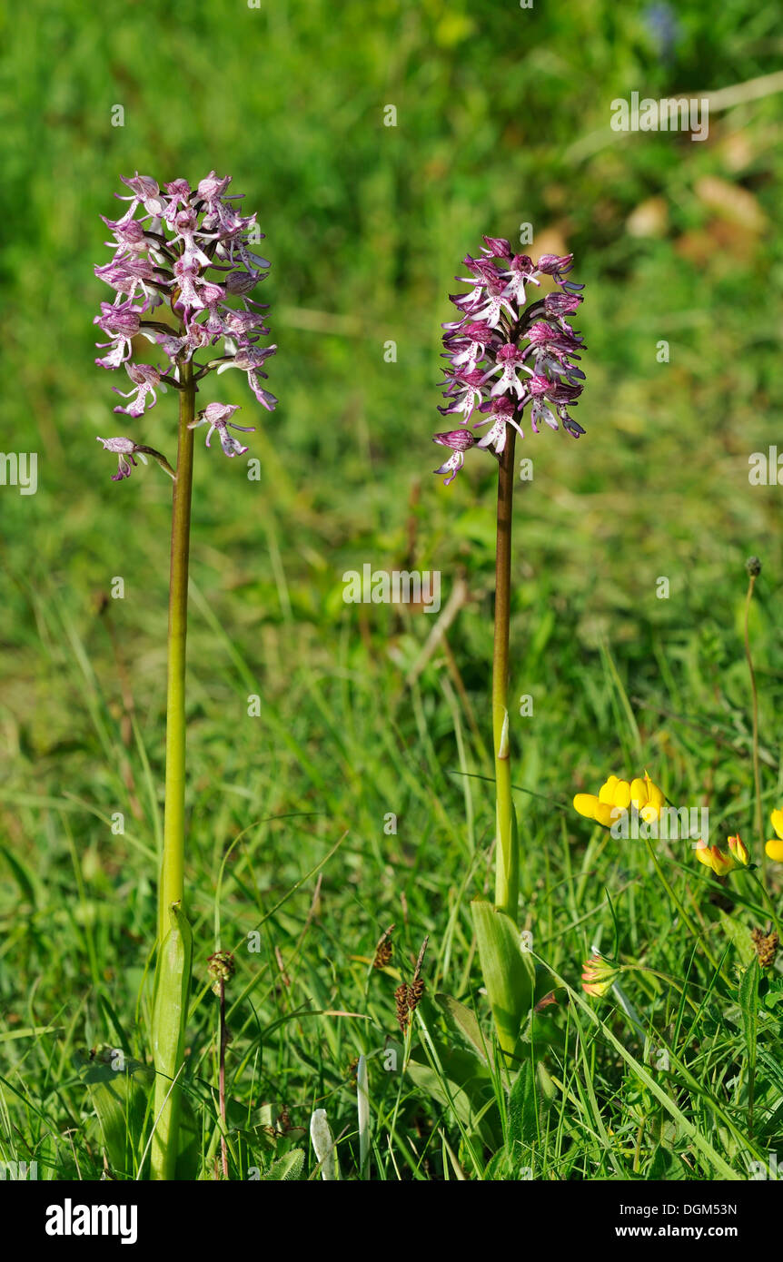Lady x Monkey Orchid Hybrid - Orchis purpurea x simia Two flowers Stock Photo