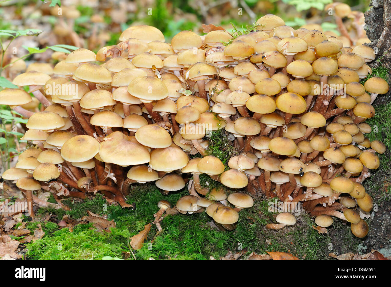 Honey Fungus - Armillaria mellea Large group on tre root Stock Photo