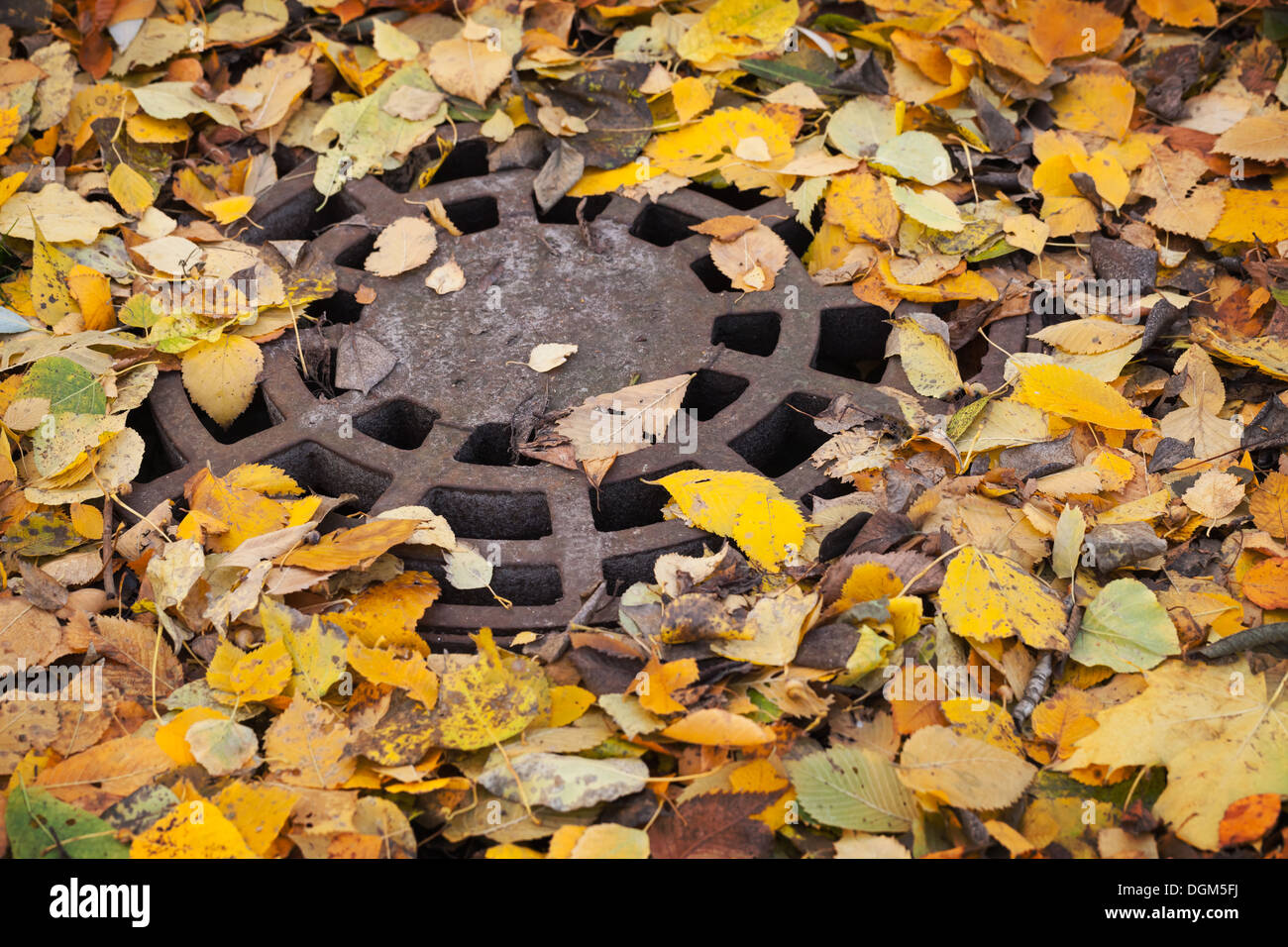 Round sewer manhole with autumnal leaves in the park Stock Photo