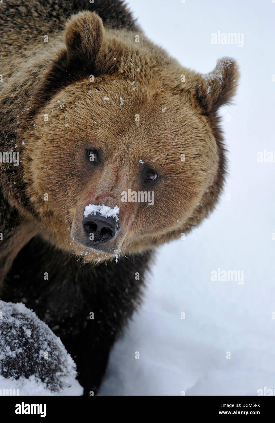 European Brown Bear (Ursus arctos) in the snow, Bavarian Forest National Park Stock Photo
