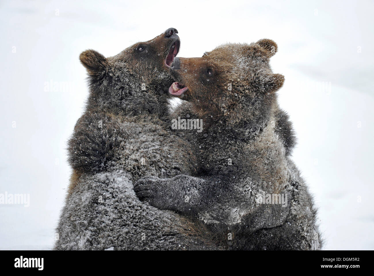 European Brown Bear (Ursus arctos) cubs wrestling in the snow, Bavarian Forest National Park Stock Photo