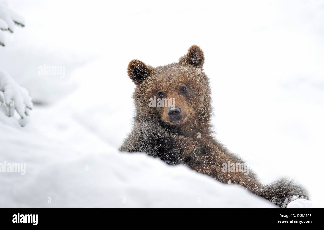 European Brown Bear (Ursus arctos) cub sitting in the snow, Bavarian Forest National Park Stock Photo