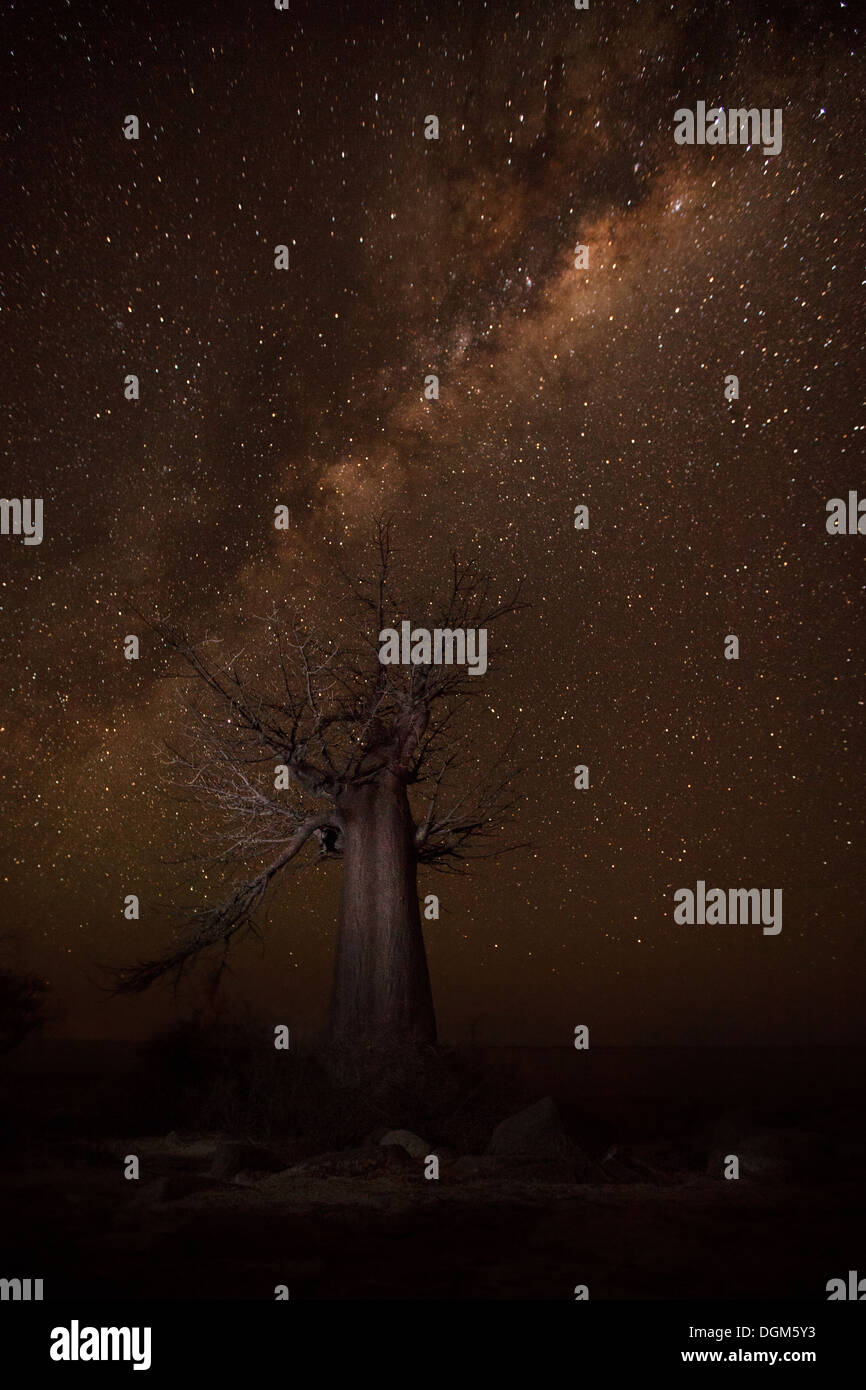 A Baobab tree under the milky way Stock Photo - Alamy