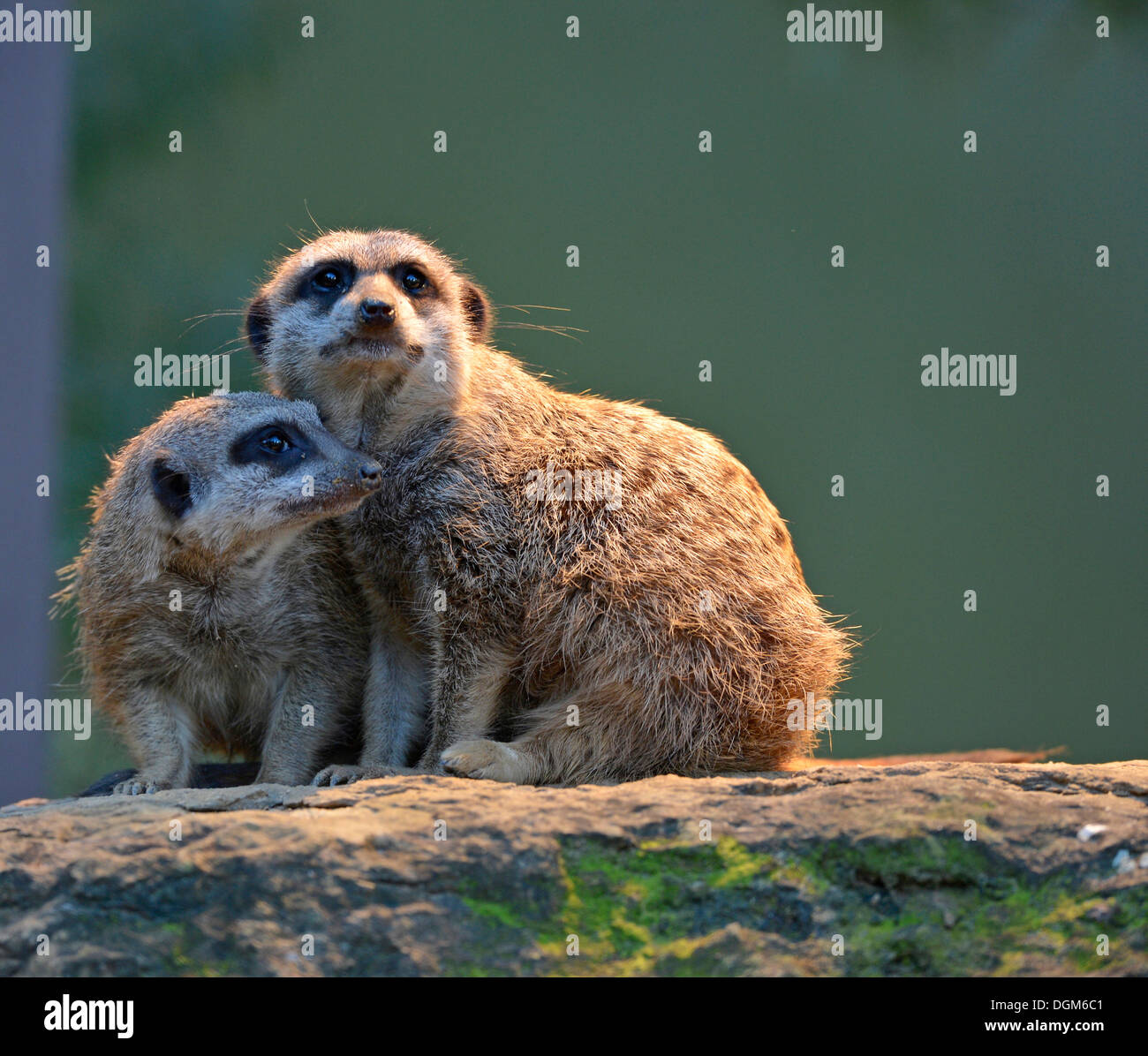 Meerkats or Surikates (Suricata suricatta), occurrence in Africa, captive, Baden-Wuerttemberg Stock Photo