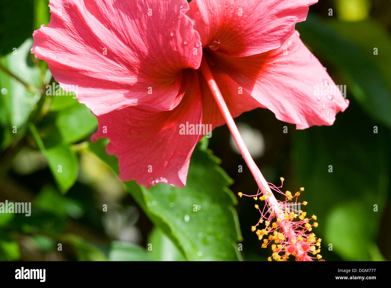 Flower Of The Hindu Goddess Kali Stock Photos Flower Of The