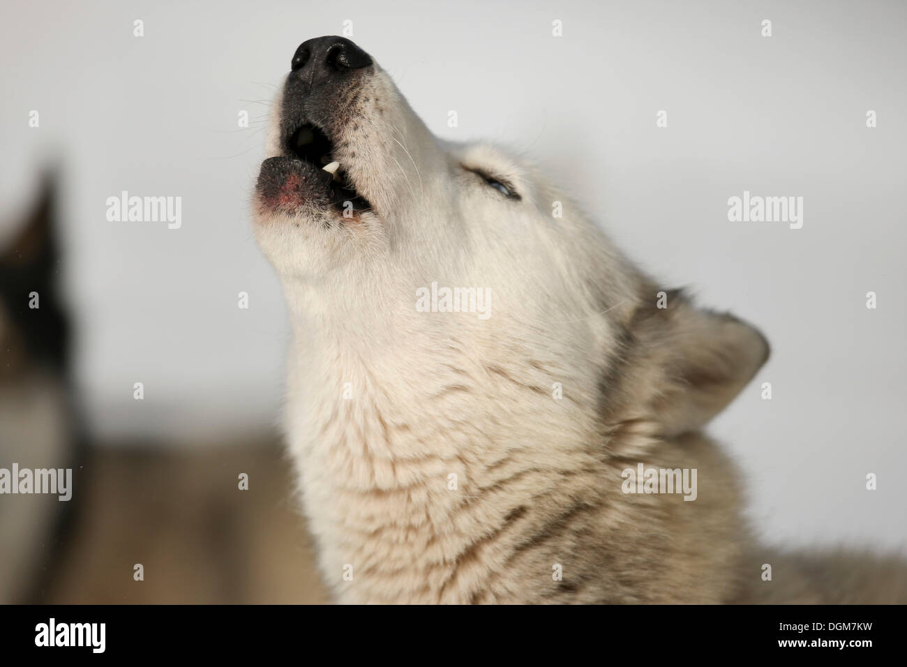 Husky during a sled dog race, howling, portrait Stock Photo
