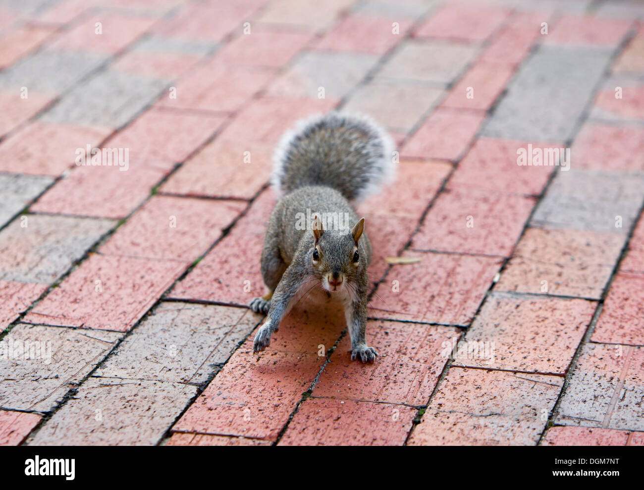Eastern gray squirrel or grey squirrel (Sciurus carolinensis) in a Boston park, Connecticut, New England, USA Stock Photo