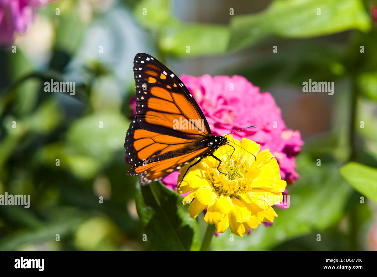 Monarch butterfly (Danaus plexippus) perched on a blossom, prostrate broom (Cytisus decumbens), Rockport, Massachusetts Stock Photo