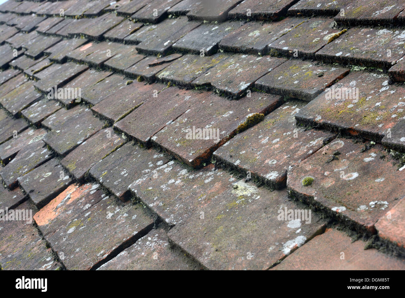Roof of clay tiles with moss and lichen Stock Photo Alamy