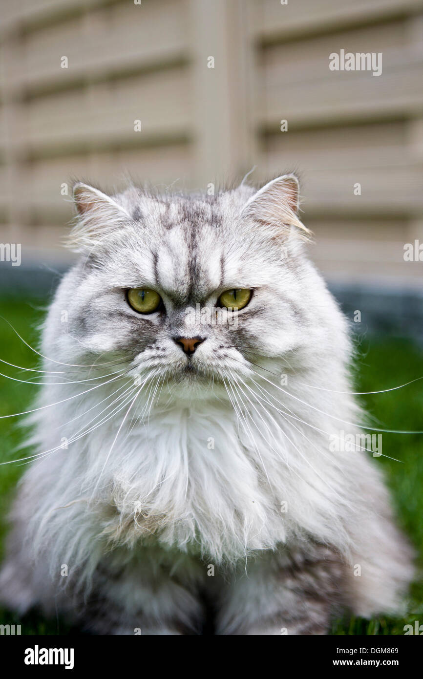 Chinchilla persian domestic cat hires stock photography and images Alamy